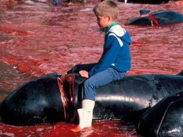 La vergonzosa masacre de cetáceos de las islas&nbsp;Faroe