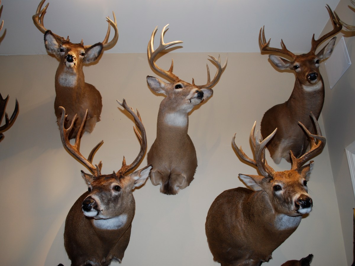 Hablemos de la caza II: La caza como método de regulación del entorno&nbsp;natural