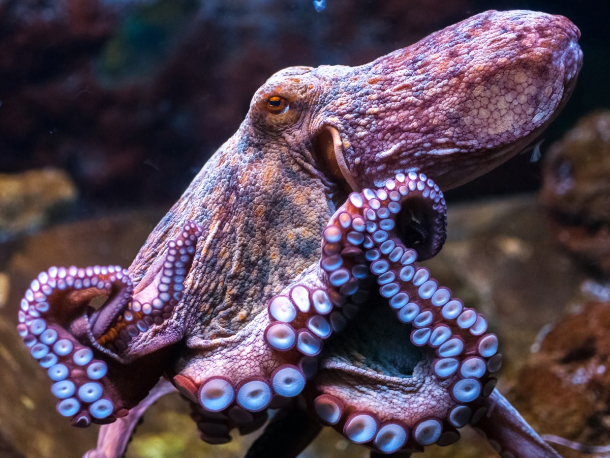 ¿Qué perspectivas depara el 2022 para los animales en&nbsp;España?